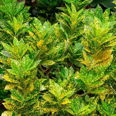 3pc 'Gold Dust' Croton - National Plant Network