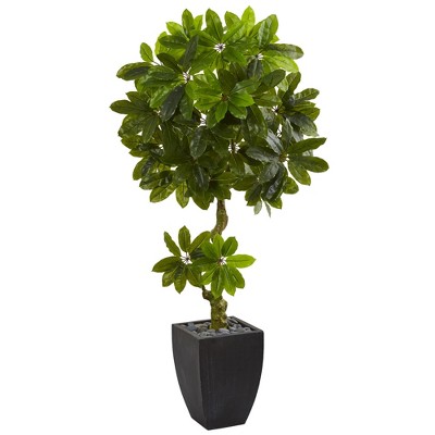 5.5ft Schefflera Artificial Tree In Black Planter - Nearly Natural