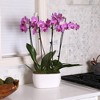 Live 4" Pink Duo Orchid Houseplant in Dot Planter - 2 of 4