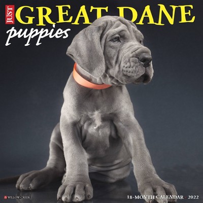 2022 Wall Calendar Just Great Dane Puppies - Willow Creek Press