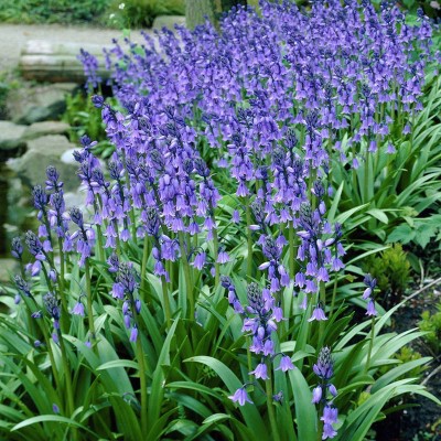 Set of 25 Bulbs Wood Hyacinths Hispanica Blue - Van Zyverden