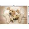 Trends International Keith Kimberlin - Puppies - Golden Retrievers Cuddling Unframed Wall Poster Prints - 3 of 4
