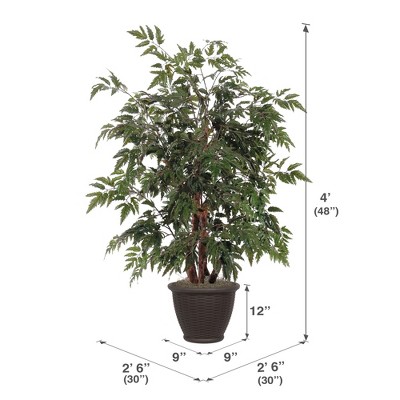 Ming Aralia Bush