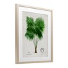 Stupell Industries Vintage Fan Palm Plant Framed Print Under Glass - 2 of 4
