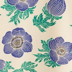 purple poppy