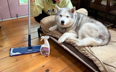 Jen W on X: My new baby. Thanks to @AshaRangappa_ for the steam mop  recommendation! I'm a little nervous how it'll impact my laminate wood  floors. Will first try on tile and