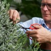 FELCO 420, Herb Bonsai Hydroponic Snip, Ergo Grip, Coated Stainless Steel - 2 of 4