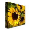 Trademark Fine Art - Amy Vangsgard 'Sunflowers' - 2 of 2