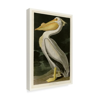 Trademark Fine Art -John James Audubon 'American White Pelican' Canvas Art