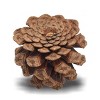 Filler Acorns and Pinecones - Bullseye's Playground™ - 3 of 3