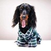 Fab Dog Flannel Dog Pajamas - 2 of 4