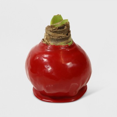 1pc Waxed Amaryllis Bulb - National Plant Network