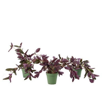 3pc Hemigraphis Purple Waffles - National Plant Network