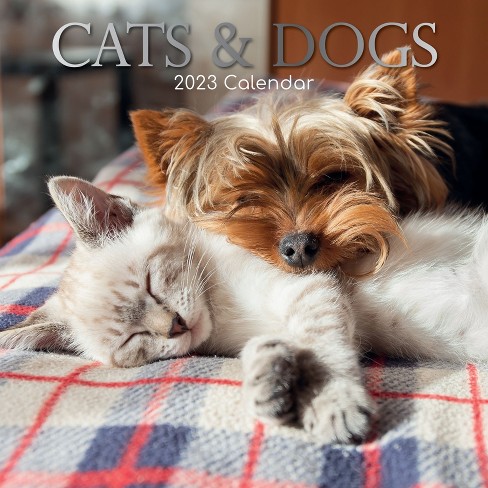 2023 Square Wall Calendar, Cats & Dogs, 16-month Animals Theme With 180  Reminder Stickers (12 X 12 In) : Target