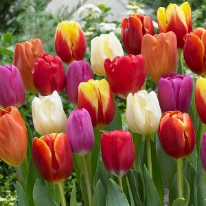 Van Zyverden 50ct Bulbs Tulips Triumph Mixture - 1 of 4