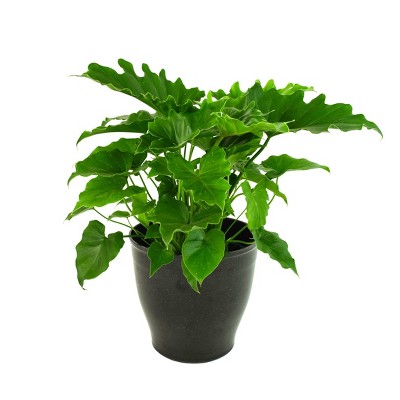 6" Shangri-La Philodendron - National Plant Network