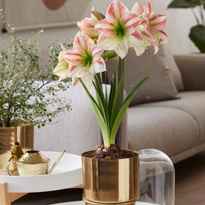 Amaryllis Moon Scene Preplanted Bulb with Iron Brass Finish Large Planter and Stand - Van Zyverden - 1 of 4