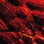 clear push pins bundle