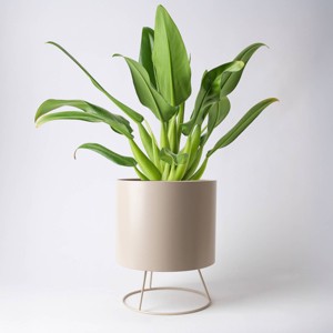 Mila Cream - Good Little Garden™ - 1 of 3