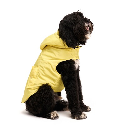 animal yellow coat