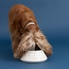 Mason Cash: Non-Tip Dog Bowl - Cream, 8.3", 54oz, Food & Water Angled Dish - 4 of 4