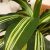 DR.Planzen UV Resistant Artificial 6-7FT Tall Pre Potted Dracaena Tree with White/Brown Tall Square Planter for Indoor Outdoor House Home Decor - 3 of 4
