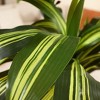 Kazeila UV Resistant Artificial Dracaena Tree with Brown Tall Planter, Big Pre Potted Fake Trees for Indoor Outdoor Office House Decor - image 3 of 4