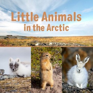 Little Animals in the Arctic - (Nunavummi Reading) by  Arvaaq Press (Paperback) - 1 of 1