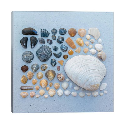 Mixed South Sea Shells For sale as Framed Prints, Photos, Wall Art and  Photo Gifts
