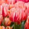 Set of 12 Spryng Break Tulip Bulbs - Van Zyverden - 2 of 4