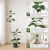 Real Touch Artificial Rubber Tree in White Resin Planter w/Decorative Stones - Faux Fiddle Leaf Style, Tall Indoor Floor Plant for Home Decor - 4 of 4