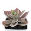Unique Bargains Artificial Plants Plastic Pink 2.2"x2.2"x4.33" 1 Pcs - 4 of 4