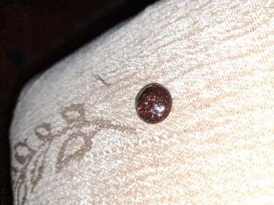 Guest review image 1 of 1, zoom in