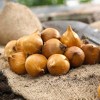 Van Zyverden 100ct Bulbs Dutch Iris Mixed - 2 of 4