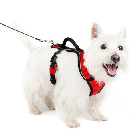 Petsafe premier outlet nylon dog leash