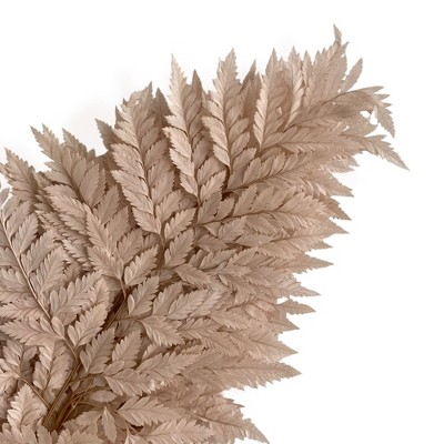 Alilang Decorative Dried Fern Leaves for Home Decoration and Floral Arrangements, 13.5 Inches