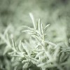 Sullivans 27" Artificial Rosemary Herb Swag Drop - 2 of 2