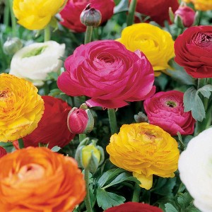Van Zyverden 25ct Bulbs Butter Cups Ranunculus Double Blooming Mixed - 1 of 4