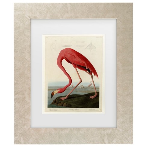 Trademark Fine Art - John James Audubon American Flamingo Matted Framed Art - image 1 of 4