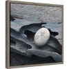 Amanti Art Nautical Shell still life III by Savanah Plank Danita Delimont Canvas Wall Art Print Framed 16 x 16-in. - 3 of 4
