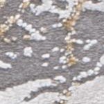 grey/gold