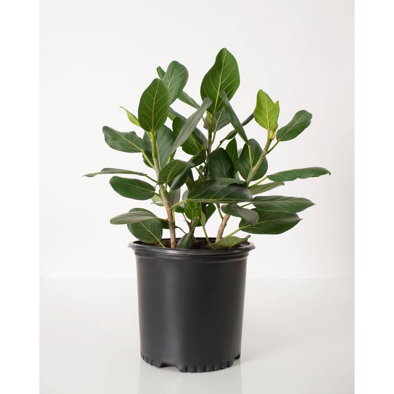 Ficus Audrey - National Plant Network, 5 of 6