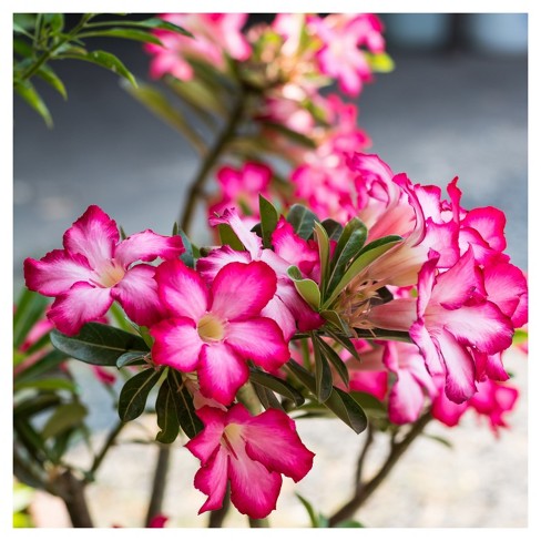 Desert Rose' 1pc - National Plant Network - Indoor Plant Or U.s.d.a. Hardiness Zones 10 - 11 : Target