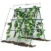 Cucumber Trellis 4x4FT Metal A-Frame Garden Trellis with Netting, Heavy-Duty Outdoor Climbing Plant Support – Green - 3 of 4