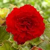Van Zyverden 5ct Tubers Frimbriata Begonias Blend - 3 of 4
