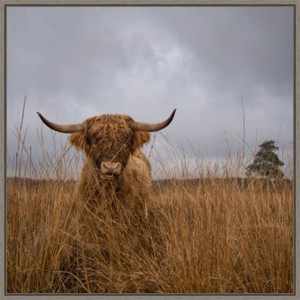 22" x 22" It wasn't me Highland Cow by Gert van den Framed Canvas Wall Art Print - Amanti Art: Animal-Themed Decor - 1 of 4