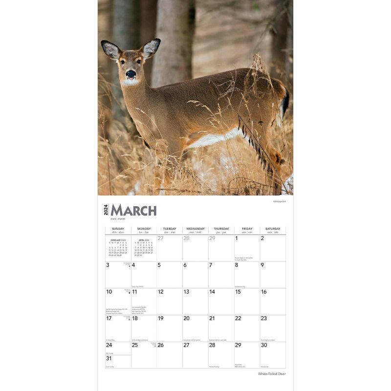 Browntrout 2024 Wall Calendar 12&#34;x12&#34; White Tailed Deer, 3 of 5