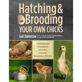 Hatching & Brooding Your Own Chicks - by  Gail Damerow (Paperback)