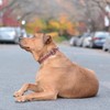 Up Country Fleet Street Plaid Dog Collar - 2 of 3