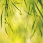 clear push pins bundle